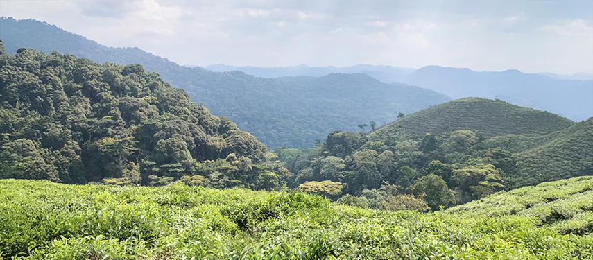 Sweeping view over the lush green hills and forests of Bwindi Impenetrable National Park.