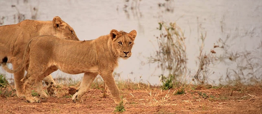 Lions walking along the lakeshore near Changa Safari Camp, highlighting the rich wildlife encounters of the Lake Kariba region.