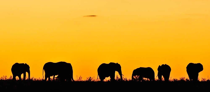Silhouetted elephants walking across the horizon at sunset, set against a glowing Lake Kariba sky.