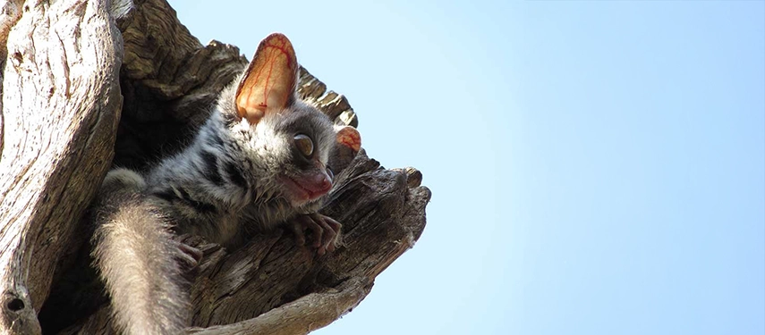 Bushbaby peering from a hollowed tree trunk, highlighting the nocturnal wildlife found near Changa Safari Camp.