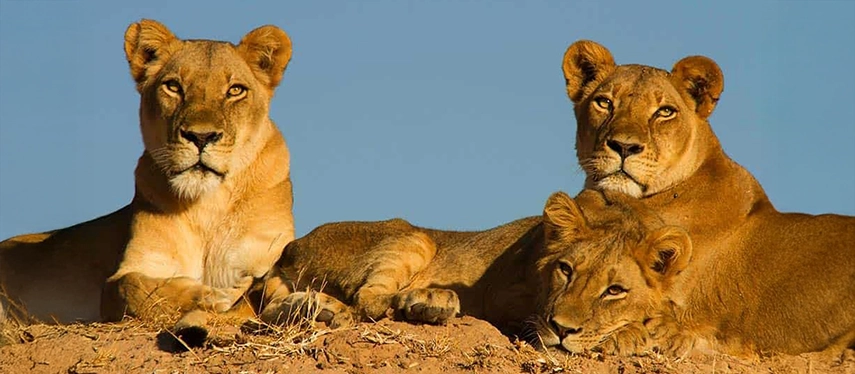 Pride of lions resting on open ground in warm afternoon light, showcasing the big cat sightings around Changa Safari Camp.