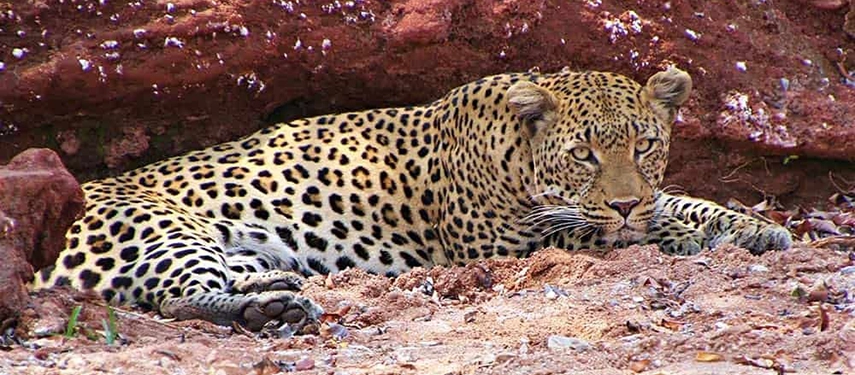 Leopard resting among red rock near Lake Kariba, its spotted coat blending into the rugged landscape.