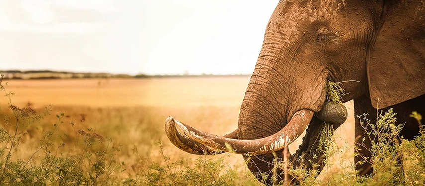 Close-up of an elephant feeding in open plains near Lake Kariba, its tusks catching the soft evening light.