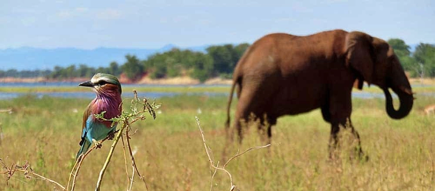 Lilac-breasted roller perched in the foreground with an elephant grazing behind, capturing the diverse wildlife near Changa Safari Camp.