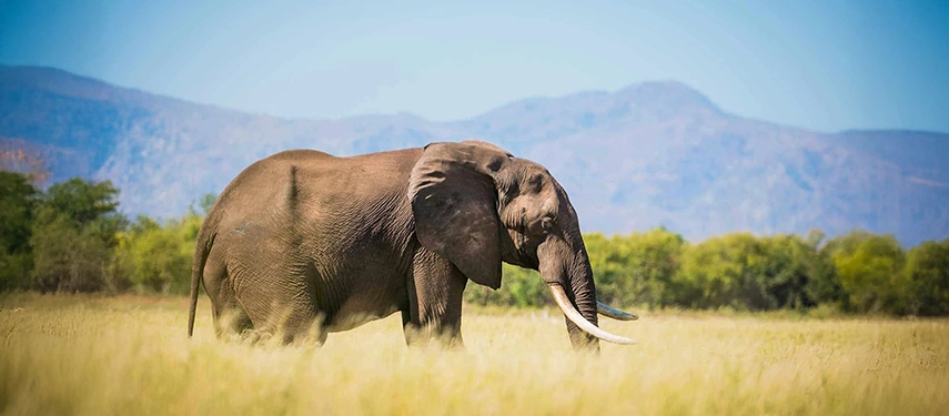 Elephant walking through open grassland near Lake Kariba, with distant escarpment hills forming a dramatic backdrop.