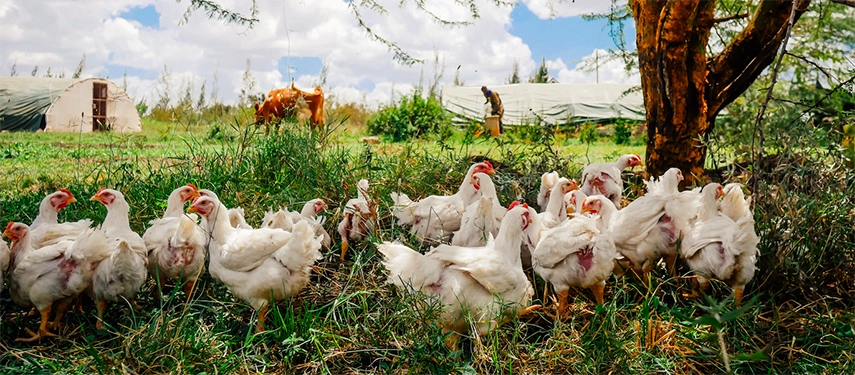 Free-range chickens pecking in the grass beneath an acacia tree on Ololo’s organic farm with cows and farmhands in the background.