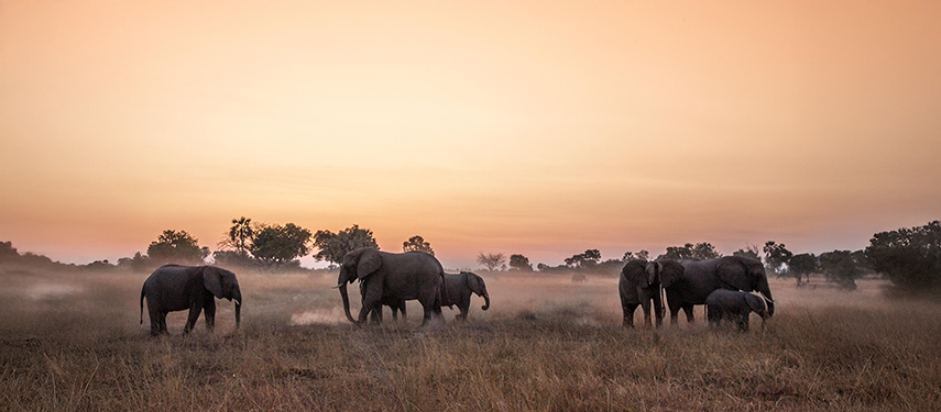 Elephants at sunset in the Okavango Delta, Botswana