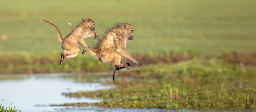 Monkeys jumping over a pool in Botswana's Okavango Delta