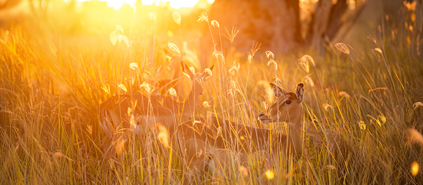 Gazelles in long grass at sunset in Botswana