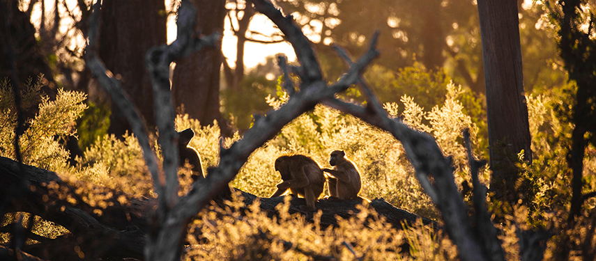 Monkeys cleaning each other near Moremi Game Reserve