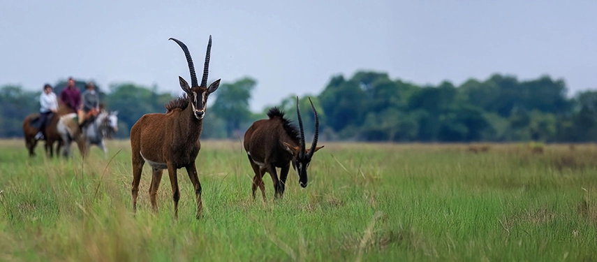 Horse riders watching sable antelope grazing on the lush plains of Simalaha Wildlife Conservancy.