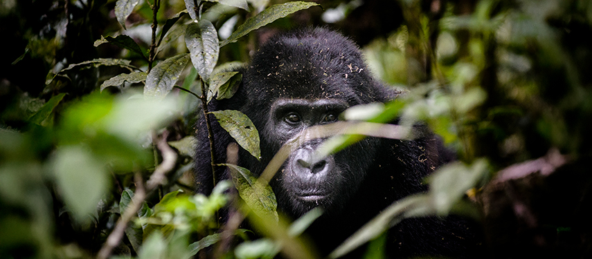 Gorilla in Bwindi Impenetrable Forest