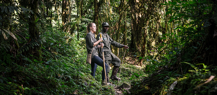 Guest and guide gorilla trekking in Bwindi Impenetrable Forest, Uganda