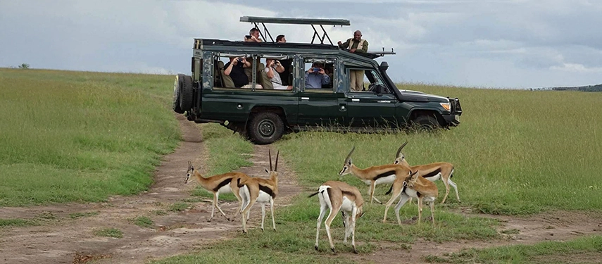 Safari vehicle paused on a grassy trail as a group of Thomson’s gazelles crosses in front, with tourists photographing the moment in the Maasai Mara.