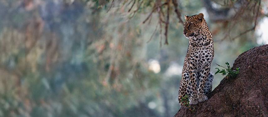 A leopard perches gracefully on a termite mound, alert and surrounded by soft, dappled forest light.