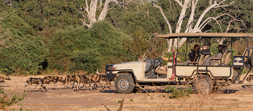 A game vehicle pauses as a large pack of African wild dogs crosses the dusty safari track.
