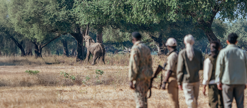 A group of guests and guides quietly approach an elephant during a walking safari through the trees.