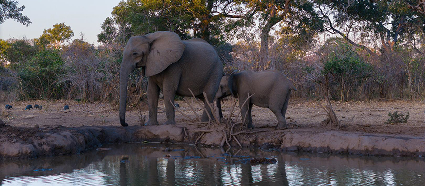 Elephants drinking at sunset in Mana Pools, Zimbabwe