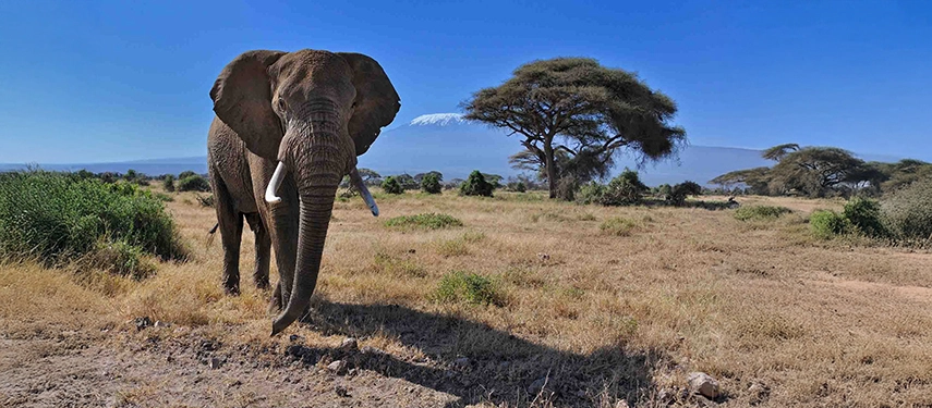 African elephant standing in the dry grasslands of Amboseli National Park, Kenya, with Mount Kilimanjaro visible in the background.