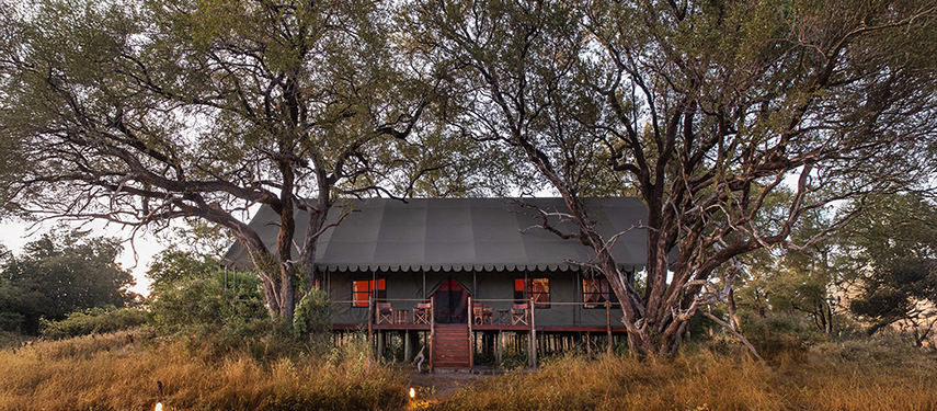 Exterior view of the family tent at Mbamba Camp, shaded by large trees in the Delta.