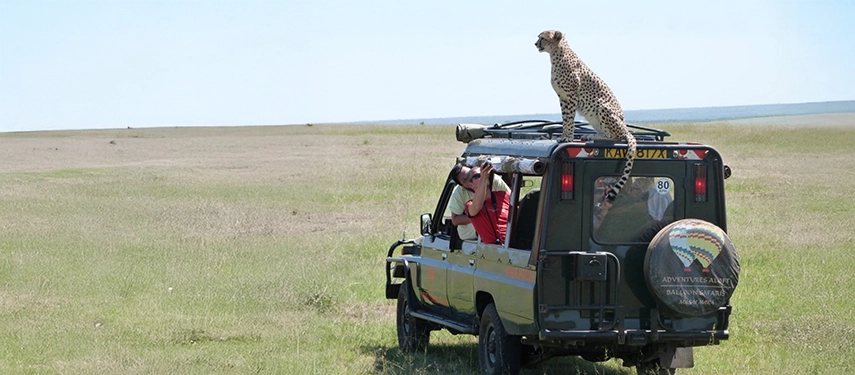 Cheetah perched on the roof of a safari vehicle as photographers capture the rare encounter in the open plains of the Maasai Mara.