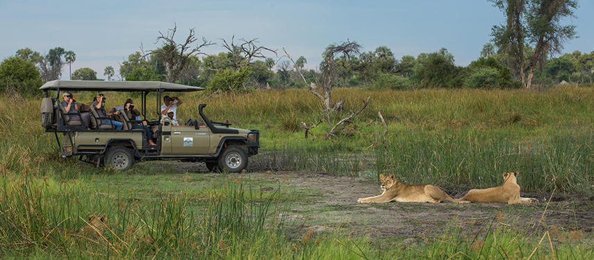 Safari vehicle with guests watching two lionesses resting in the tall grasses.