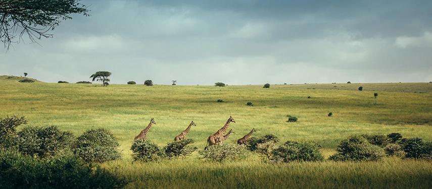 A small herd of giraffes grazing among acacia trees in the rolling green savannah of Nairobi National Park under soft afternoon light.