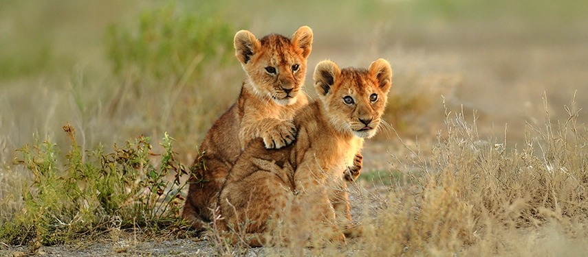 Two lion cubs nestled together on golden grass, one resting a paw on the other, bathed in soft afternoon light in Nairobi National Park.