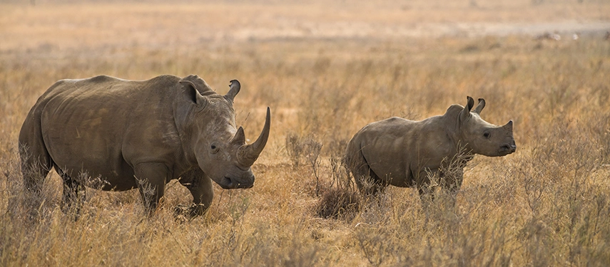 A mother rhino and her calf walking through dry grasslands, their powerful silhouettes captured in warm early morning light.