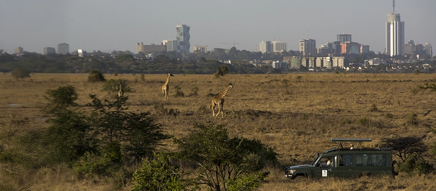 Giraffes grazing on the savannah near an Ololo Safari Lodge vehicle, with Nairobi’s modern skyline visible in the background.
