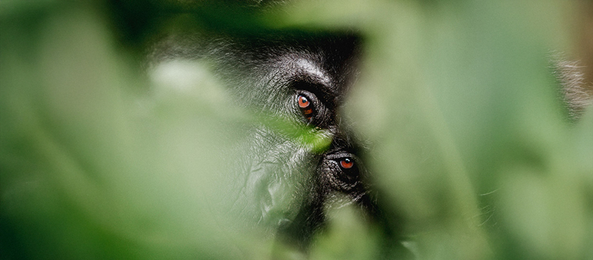 The intense gaze of a mountain gorilla peering through dense green foliage.