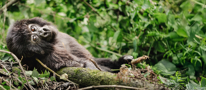 The intense gaze of a mountain gorilla peering through dense green foliage.