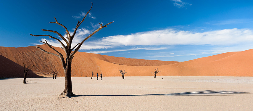 Dead trees stand in the desert at Deadvlei, Namibia