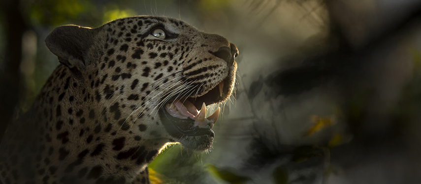 Dramatic close-up of a leopard in golden light, highlighting its intense gaze and detailed markings.