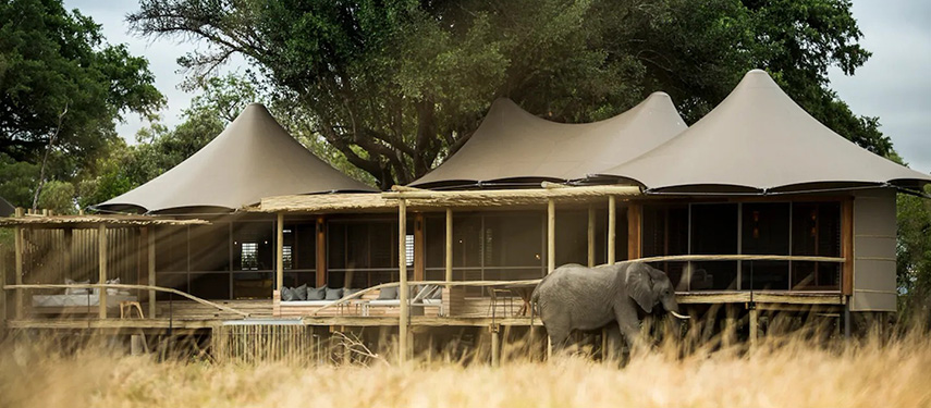 Exterior view of an elephant passing Little Mombo Camp, luxury safari camp in the Okavango Delta, Botswana