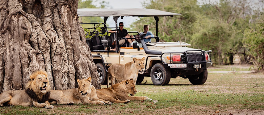 Game drive viewing lions on a luxury safari in South Luangwa National Park, Zambia