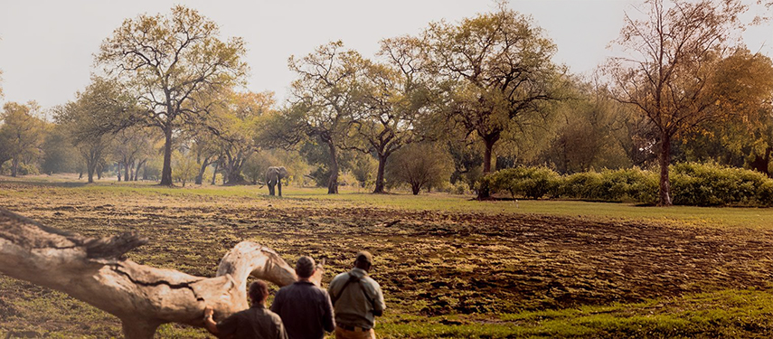 Walking safari watching an elephant in South Luangwa National Park in Zambia