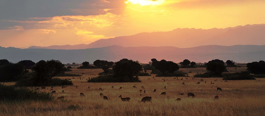 Sunset over savannah at Ishasha Wilderness Camp, antelope grazing in golden grasslands