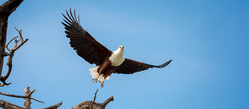 Fish eagle in Linyanti Wildlife Reserve, Botswana