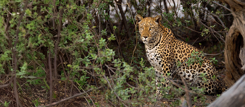 Leopard in Linyanti Wildlife Reserve, Botswana