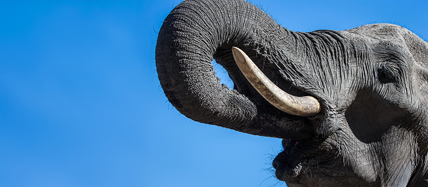 Elephant in Linyanti Wildlife Reserve, Botswana