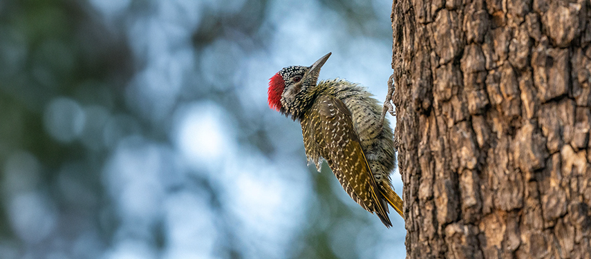 Woodpecker in Linyanti Wildlife Reserve, Botswana