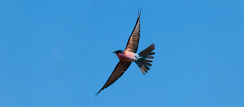Lilac-breasted roller in Linyanti Wildlife Reserve, Botswana