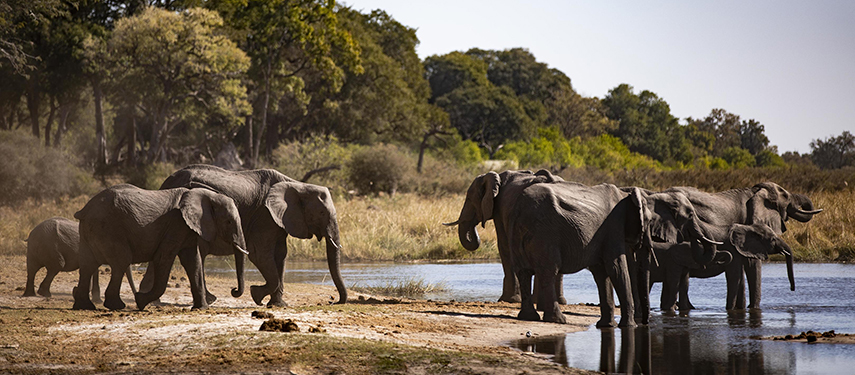 Elephant in Linyanti Wildlife Reserve, Botswana