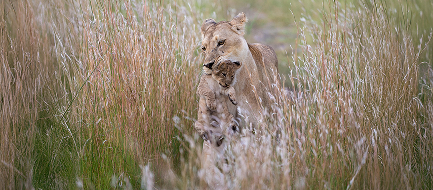 Lioness carrying a cub in her mouth in Linyanti Wildlife Reserve, Botswana