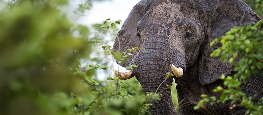 Elephant in Linyanti Wildlife Reserve, Botswana