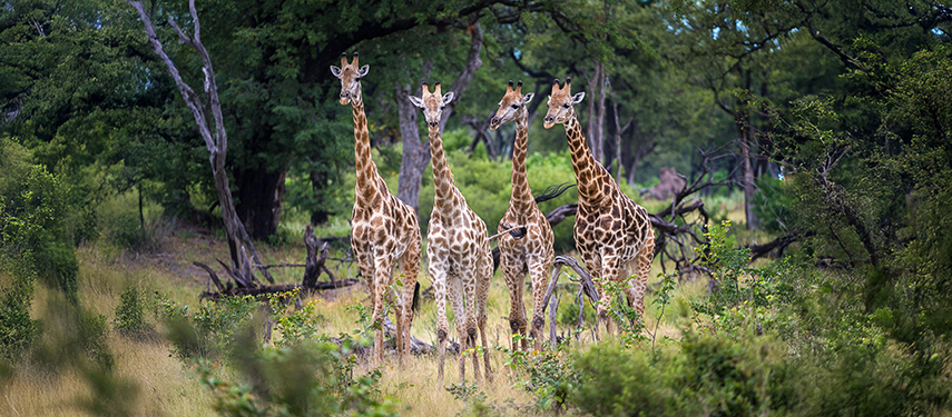 Giraffe in Linyanti Wildlife Reserve, Botswana