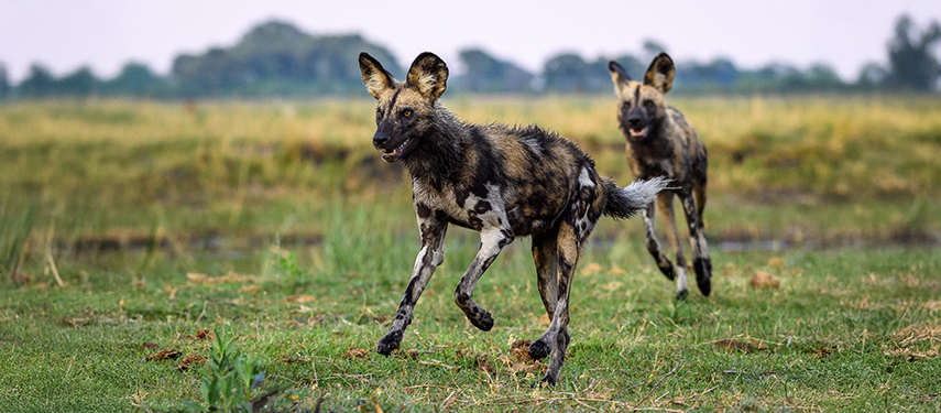 African wild dogs in Linyanti Wildlife Reserve, Botswana