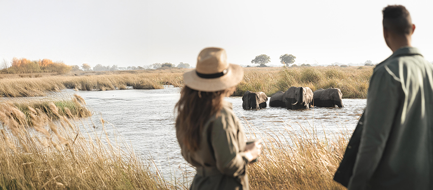 Tourist watching elephant wallow in a pool in Linyanti Wildlife Reserve