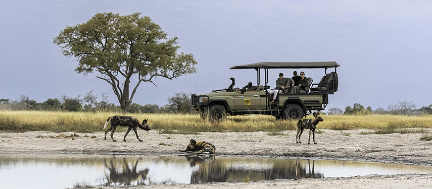 Close-up view of wild dogs near a reflective waterhole with safari guests watching nearby.